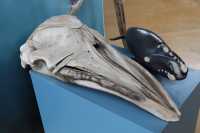 028 Crâne de rorqual