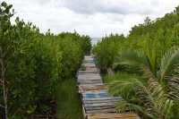 63 Les palétuviers (Rhizophora stylosa) ont été introduits dans les années 30 sur la côte ouest de Moorea, à Haapiti