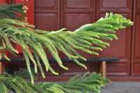 14 Branche de conifère