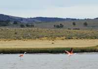 25 Flamands roses