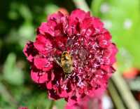 87 Jardin des plantes