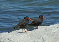 109 Couple d'huîtriers - Kaikura