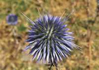 16 Chardon dans la région inhabitée au nord-est du lac