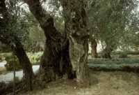 36 Jardin des oliviers
