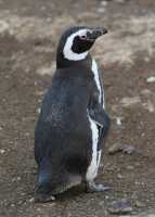34 Pingouin