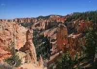 73 Black Birch (2870) **