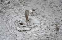 43 Artists Paintpot  (Boue en ébullition)