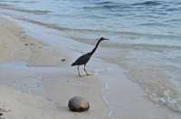 090 Aigrette sacrée (Egretta sacra)