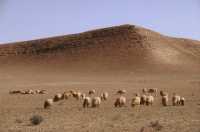 806 Moutons entre l'Euphrate et Palmyre