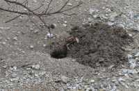 47 Tupa, crabe terrestre (Cardisoma carnifex, à respiration aérienne) creusant son terrier