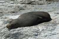 049 Otarie (lion de mer) - Kaikura B