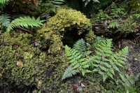 134 Fougères (près de Purakaunui Falls)