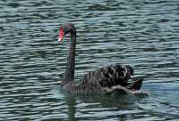 124 Cygne noir - Lac Rotomahana