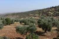 40 Ephraïm - Collines & oliviers