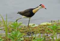 35 Jacana