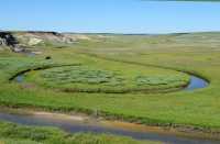 069 Bison dans les méandres (Nord de Lake Village) B