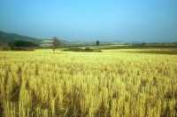 295 Entre Philippes et Amphipolis