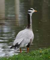 089 Oie à tête barrée