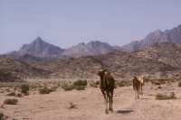 31 Désert du Sinaï
