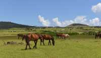 02 Chevaux près de Hanga Poukura 