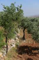 39 Ephraïm - Collines & oliviers