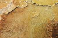 41 Mammoth Hot Spring Terraces