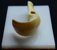 129 Pendentif en ivoire de cachalot