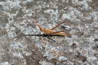 410 Sauterelle sicilienne