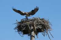 20 Aigle pêcheur posant un poisson dans son nid