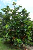 048 Arbre à pain - Fare Hape