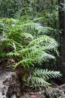 21 Fougère - Buley Rockhole