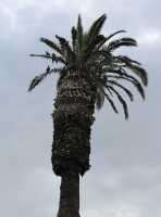 23 Palmier & Cormorans