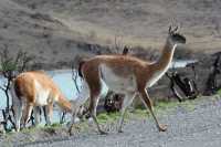 042 guanacos