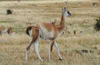 60 Guanaco