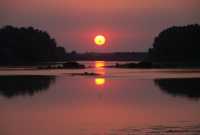 Soir - Oiseau dans le Soleil (Brut)