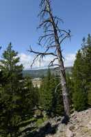 074 Forêt près de Old Faithful