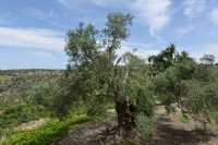 12 Abu Gosh - Qiryat Yearim - Couvent des sœurs St Joseph de l'Apparition