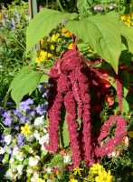 81 Jardin des plantes