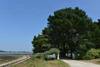 07 Parcs à huitres de Scluze