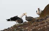 35 Goélands adultes & jeunes