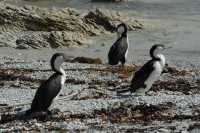 121 Grand cormoran (varié)