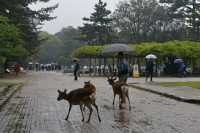 032 Parc de Nara - Cerfs sika