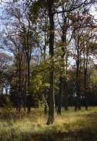 11 Forêt - 28:10:02