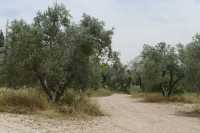 07 Chemin & oliviers