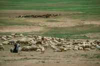 617 Korsabad - Troupeau