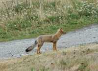 037 Renard - Estancia Harberton