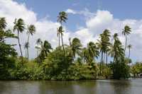 061 Jardin botanique de Motu Ovini