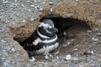 89 Pingouin dans son terrier