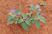 22 Fleur   Mereenie Loop Road