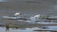 144 Black-faced Spoonbill (Platalea minor)